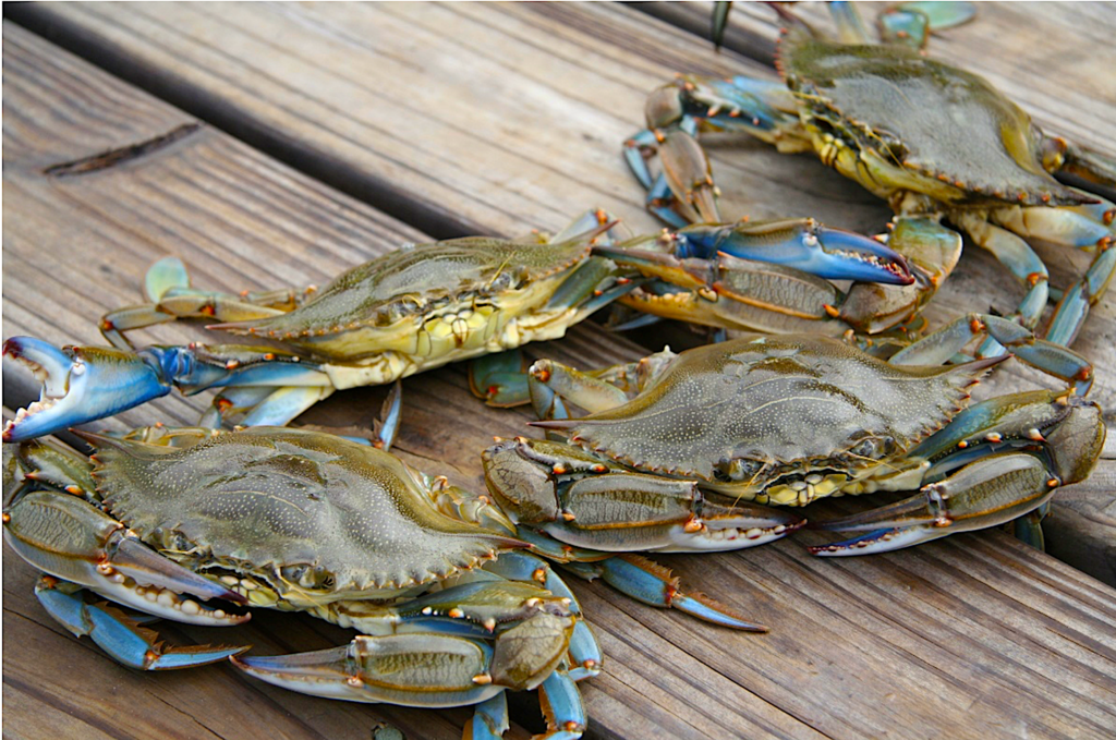 image: blue crabs on a dock.